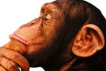 macaco