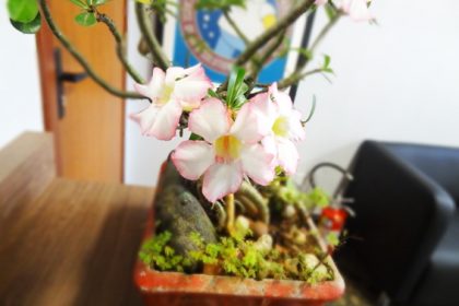 Flor do deserto no Barbeiro